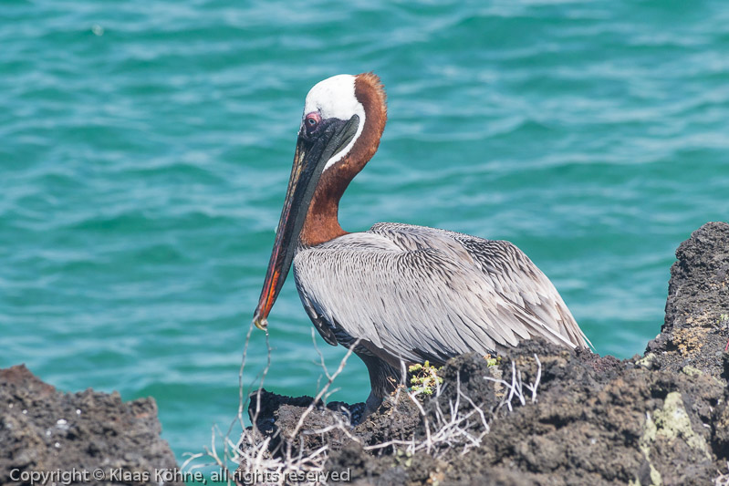 Brauner Pelikan auf der Isla Bartolomé