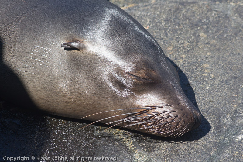 Schlafender Galapagos-Seelöwe