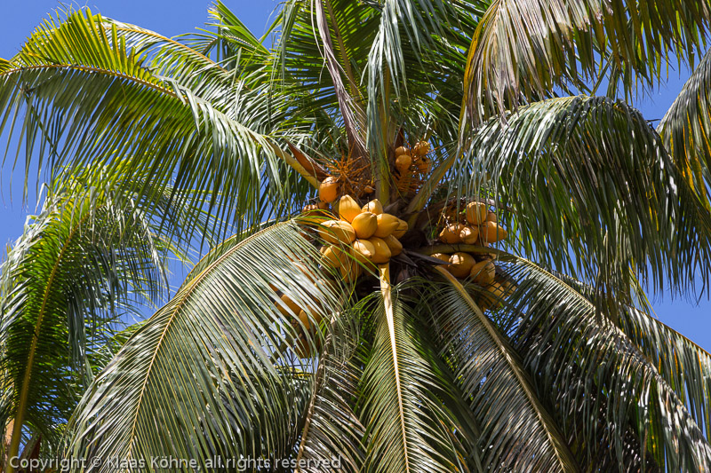 Kokospalme im Süden von Mahé